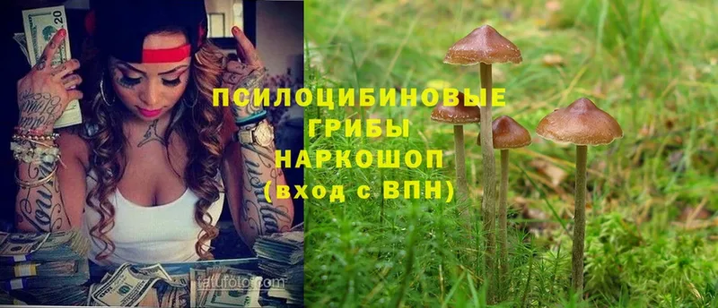 Псилоцибиновые грибы Psilocybine cubensis  Отрадная 